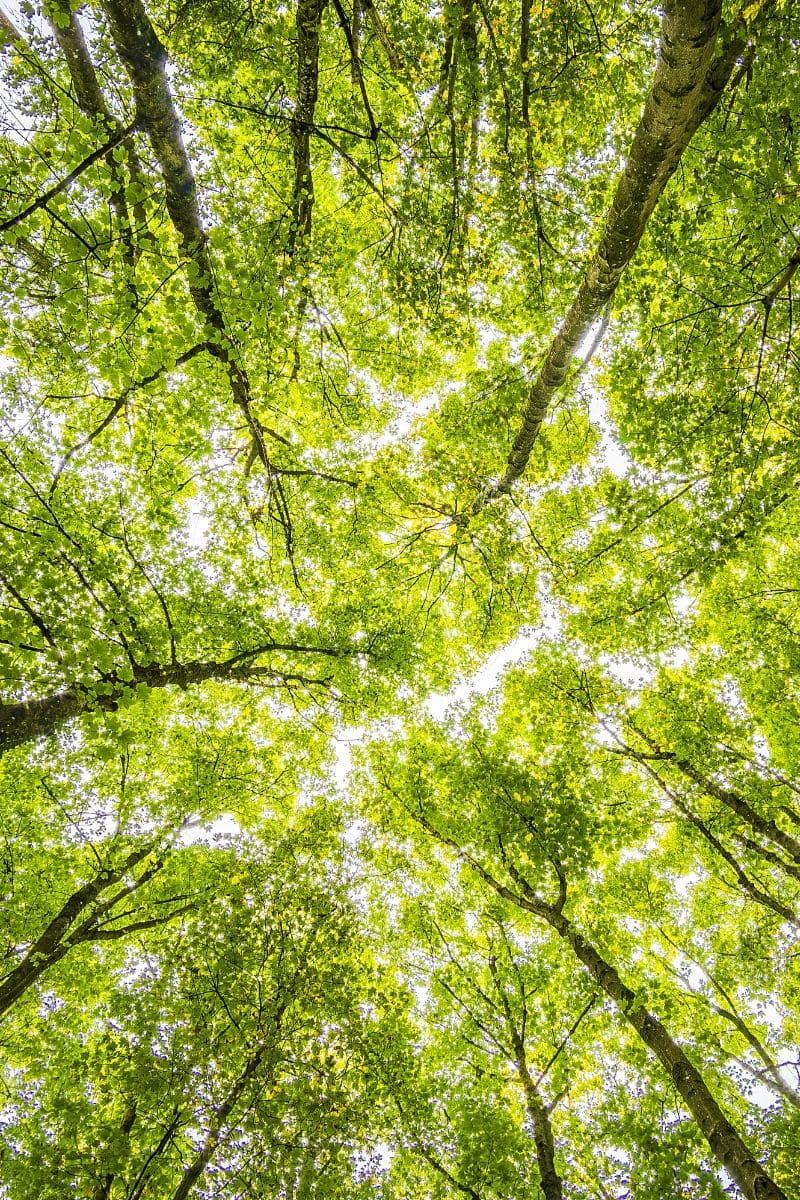 La Psicoterapia strategia breve