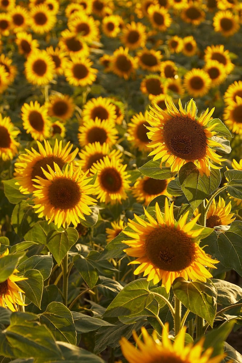 Anna Spinosa - il mio modo di lavorare